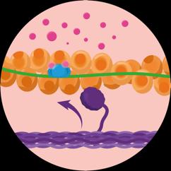Neuromuscular junction and neurotransmitter release