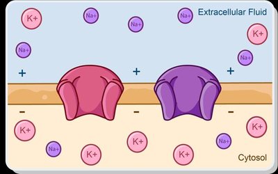 Membrane polarization and ion movement