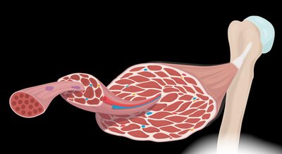 Skeletal muscle structure showing bundles and connective tissue