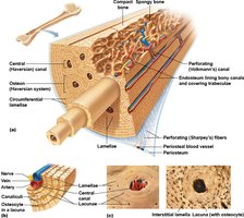Microscopic anatomy of compact bone
