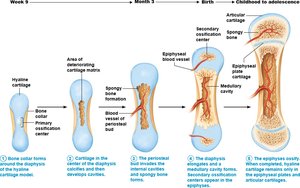 Endochondral ossification in a long bone
