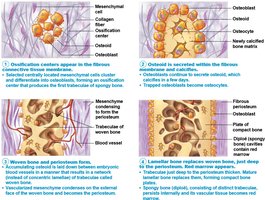 Intramembranous ossification