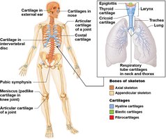 Bones and cartilages of the human skeleton