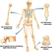 Classification of bones by shape