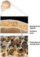 Flat bone structure: spongy bone sandwiched between compact bone