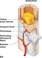 Long bone showing yellow marrow and nutrient artery