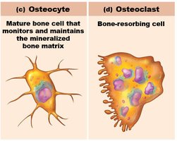 Comparison of osteocyte and osteoclast