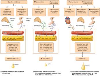 Summary of endocrine control of fluid homeostasis