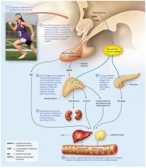 Big picture of the hormonal response to stress