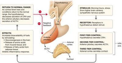 Regulation of cortisol production by negative feedback