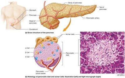 Anatomy and histology of the pancreas