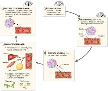 Insulin regulation of high blood glucose