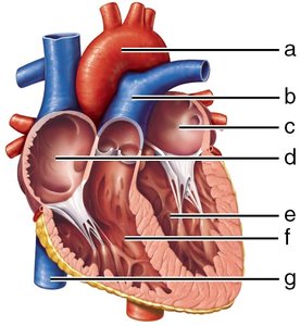 Heart chambers and vessels diagram