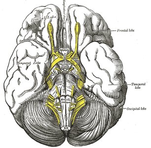 Inferior view of the human brain showing major lobes