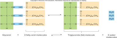 Formation of triglycerides from glycerol and fatty acids