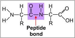 Peptide bond formation between amino acids