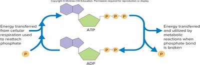 ATP and ADP cycle