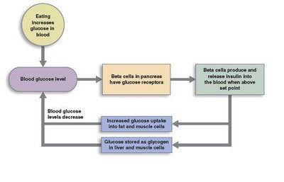 Negative feedback regulation of blood glucose by insulin
