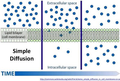 Simple diffusion across a cell membrane