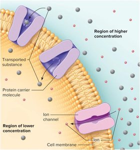 Facilitated diffusion via protein channels