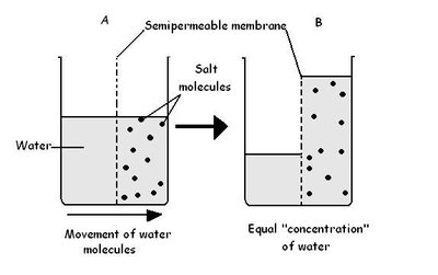 Osmosis across a semipermeable membrane