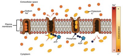 Sodium-potassium pump (active transport)
