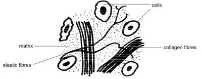Diagram of connective tissue with matrix, collagen, and elastic fibers