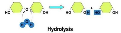 Hydrolysis reaction