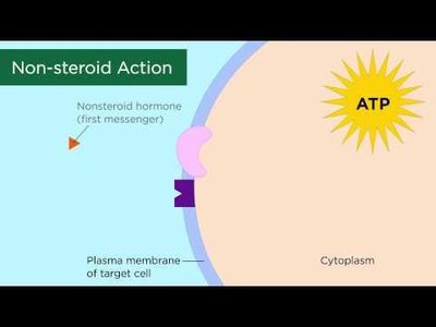 Diagram of positive feedback loop: baby suckling, hypothalamus releases oxytocin, uterine contractions, more suckling