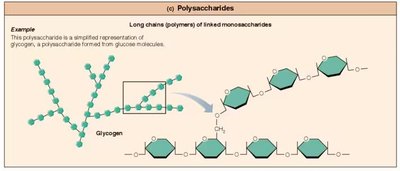 Polysaccharides: Glycogen Structure