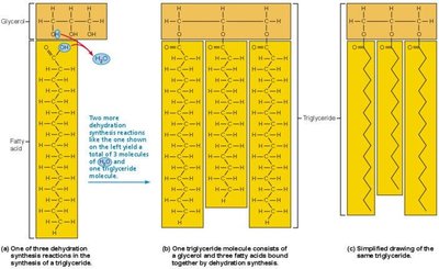 Triglyceride Structure