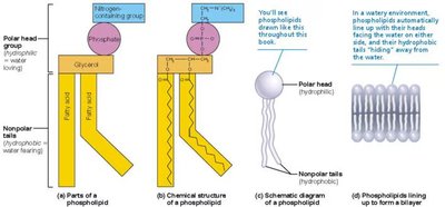 Phospholipid Structure and Membrane Formation