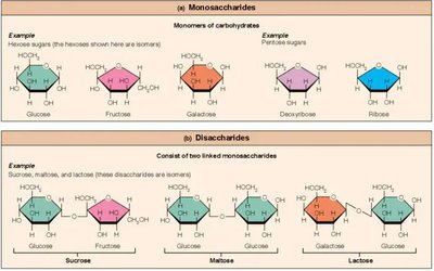 Monosaccharides and Disaccharides