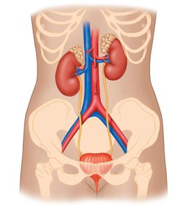 Anatomy of the urinary system showing kidneys, ureters, bladder, and associated blood vessels