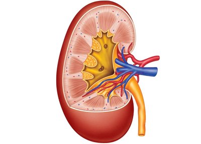 Cross-section of the kidney showing cortex, medulla, renal pelvis, and blood vessels