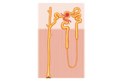 Diagram of a nephron showing renal corpuscle, tubules, and collecting duct