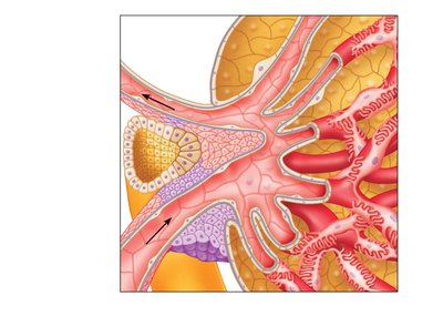 Close-up of renal corpuscle showing glomerulus, Bowman’s capsule, and associated cells
