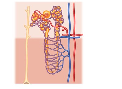 Diagram of renal blood supply showing capillaries and associated vessels