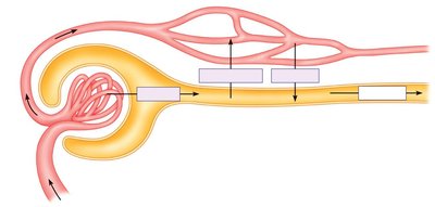 Diagram showing filtration, reabsorption, secretion, and excretion in the nephron