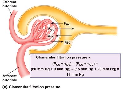 Diagram and equation for glomerular filtration pressure