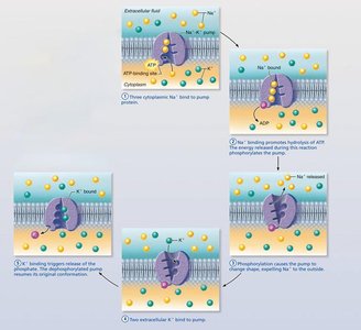 Sodium-potassium pump cycle