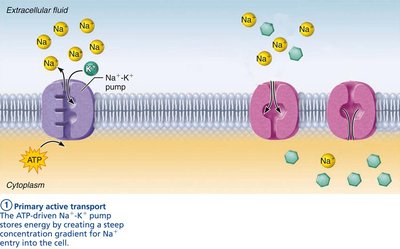 Secondary active transport