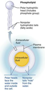 Phospholipid bilayer structure