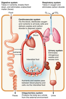 Interrelationships among body organ systems