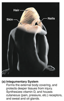 Integumentary system