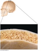 Flat bone structure: spongy bone sandwiched between compact bone