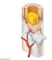 Long bone structure: yellow marrow, compact bone, periosteum, nutrient arteries