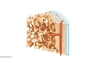 Long bone structure: articular cartilage, spongy bone, compact bone