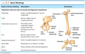Table of bone markings: projections for muscle and ligament attachment