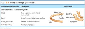 Table of bone markings: projections that help form joints